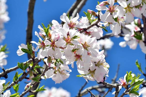 404_LEFTspring-flower-600x400.jpg