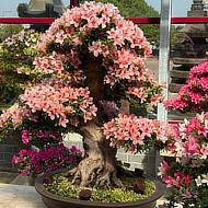 Bonsai.jpg
