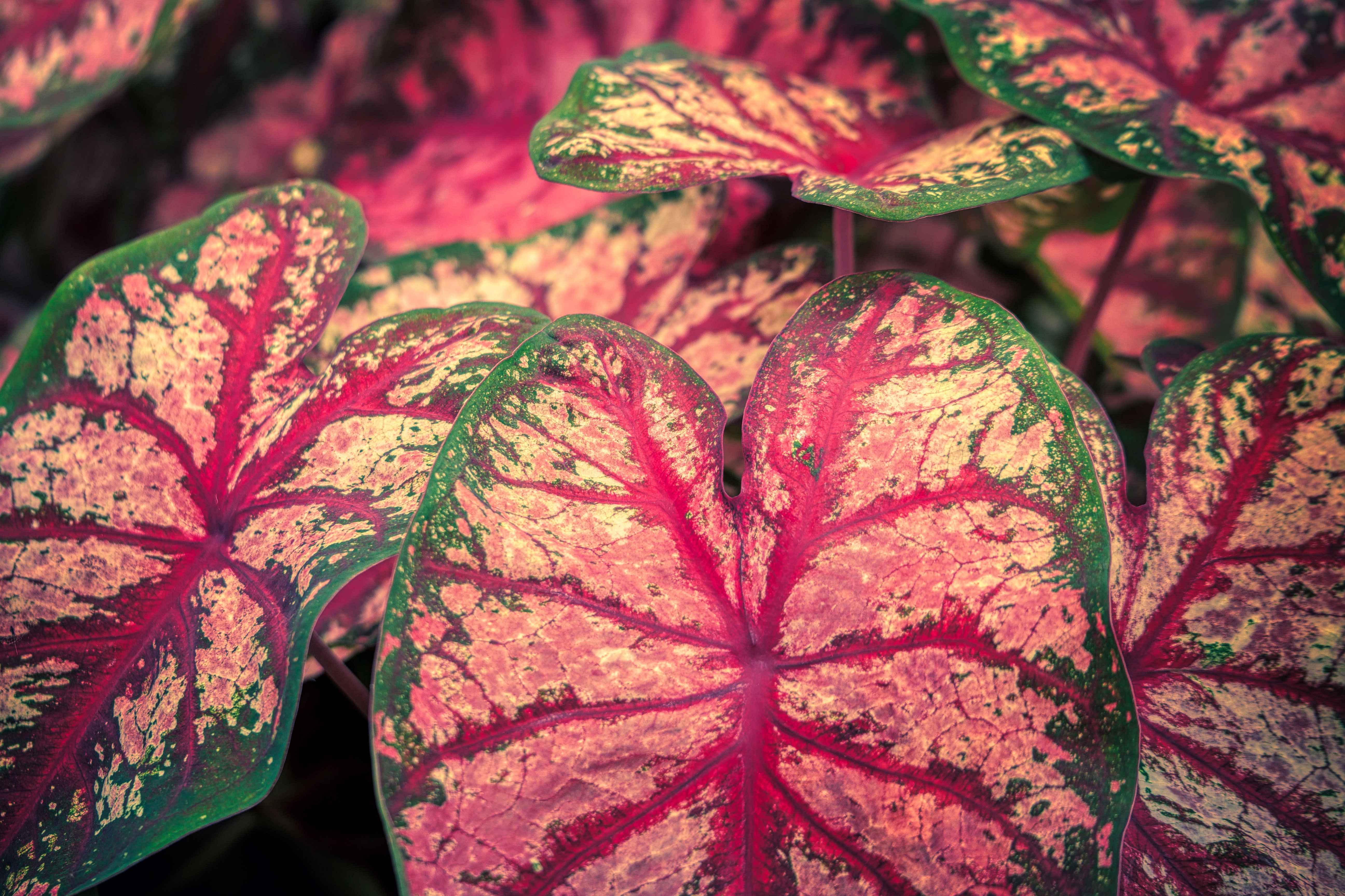 caladium-7285934.jpg