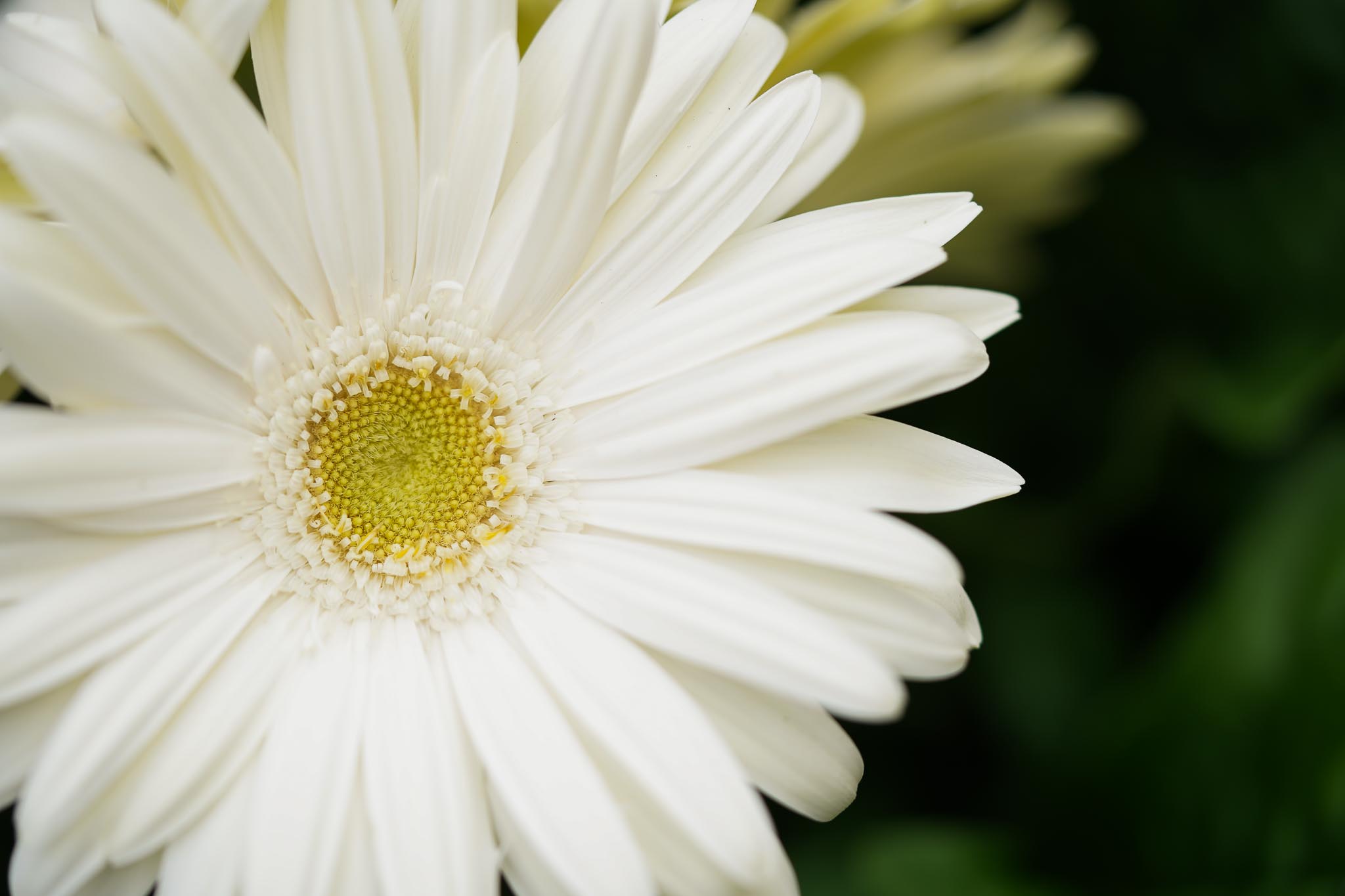 Freek van der Velden_Gerbera_DSC00691.jpg