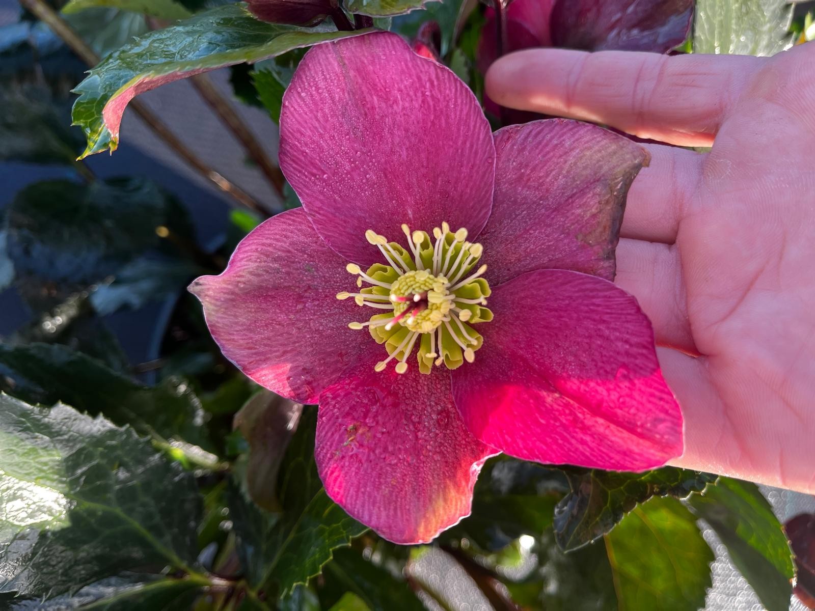 helleborus.jpg (1)