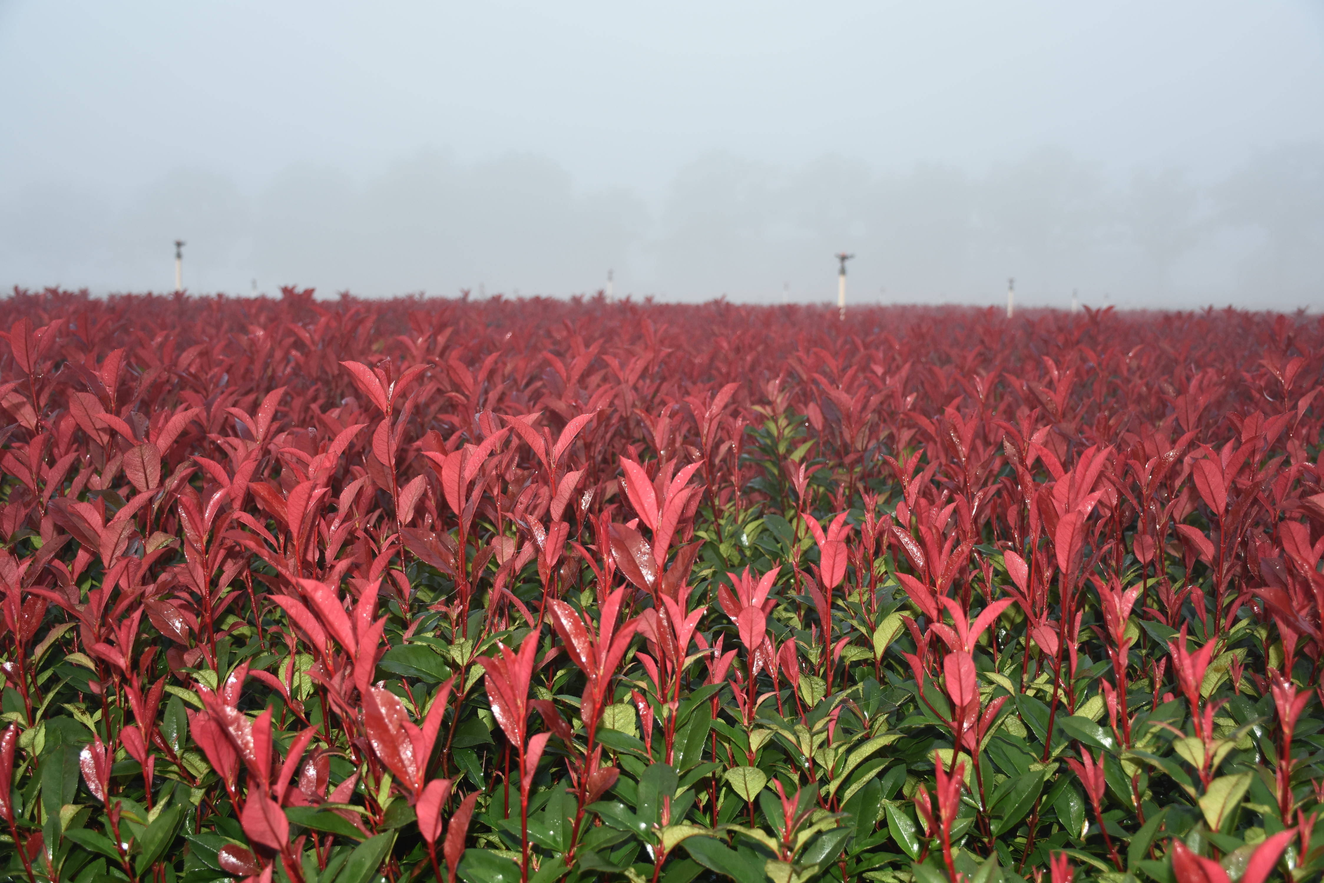 DSC_2777.JPG (3)