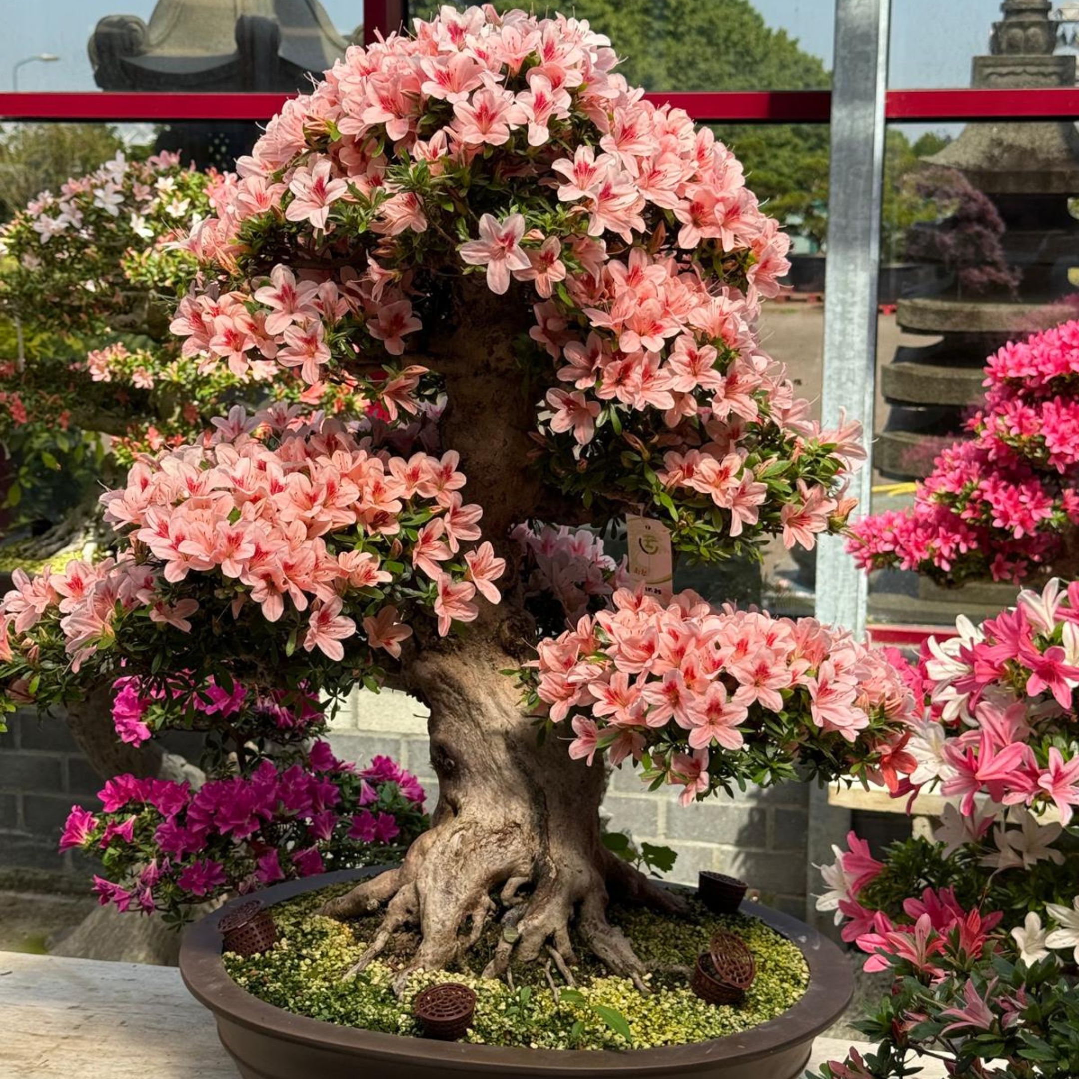 Bonsai.jpg (2)