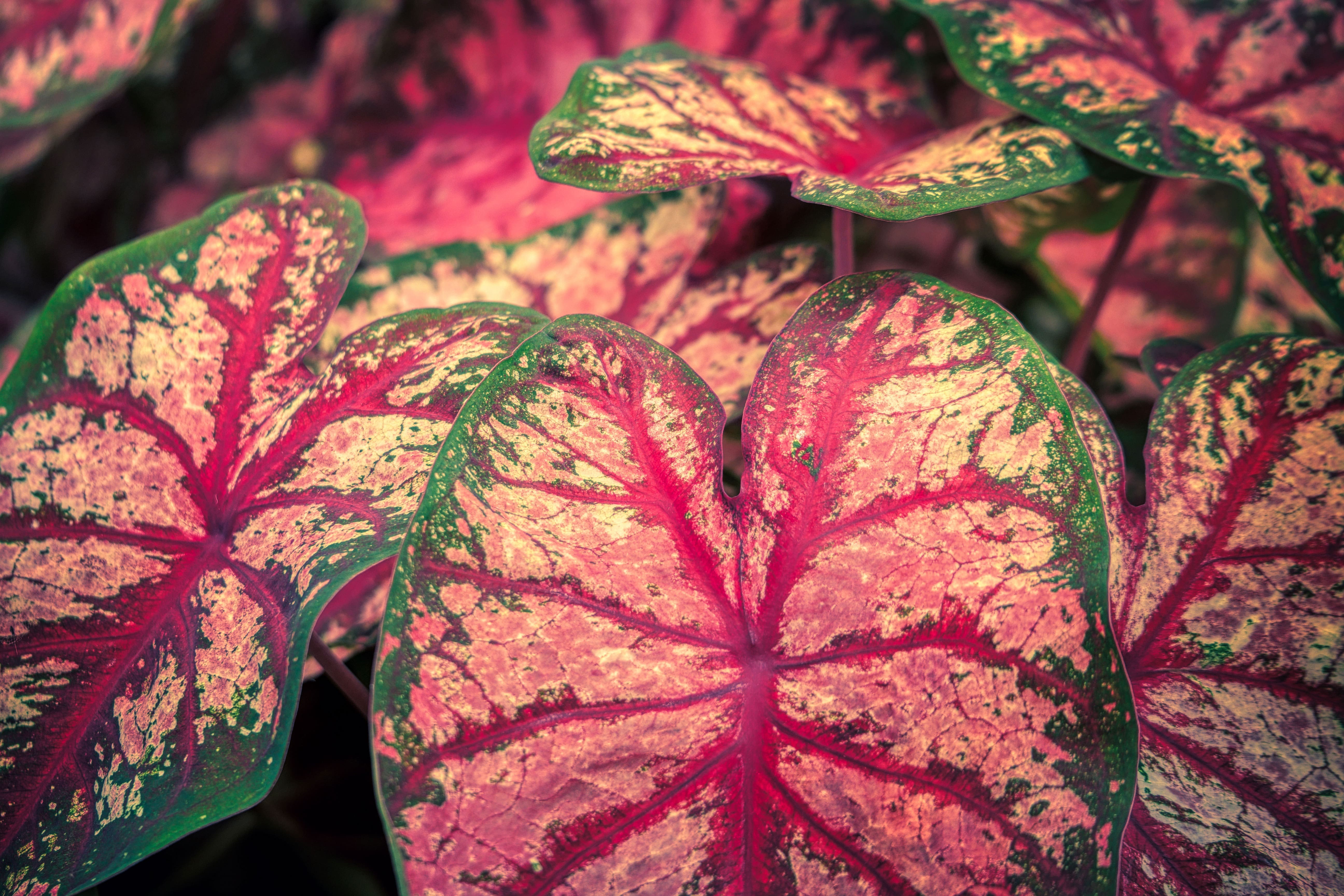caladium-7285934 (1).jpg
