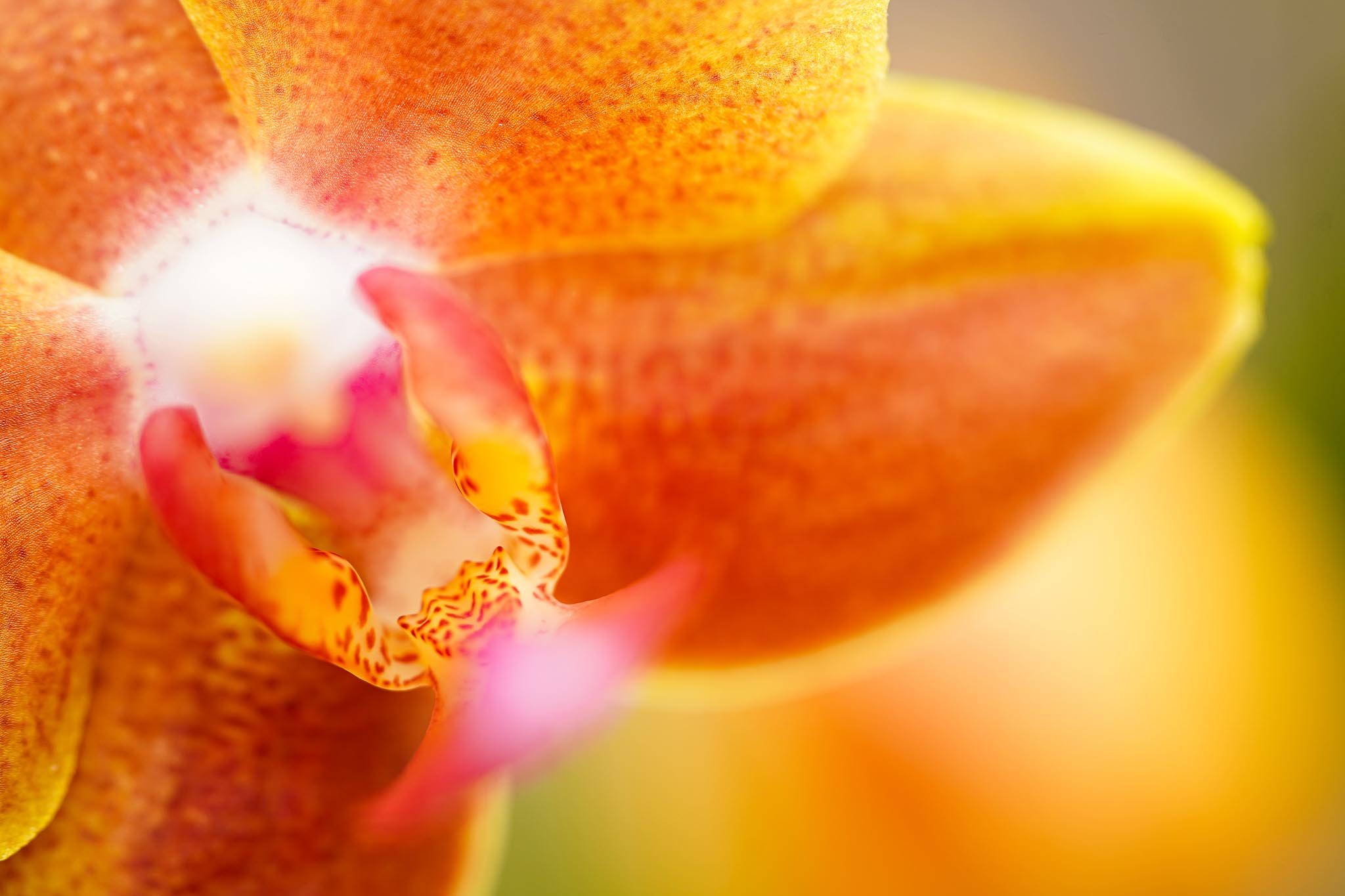 Duijn-hove, Phalaenopsis 1.jpg